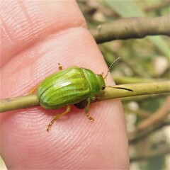 Calomela pallida