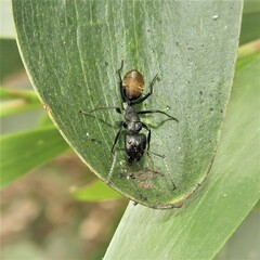 Camponotus aeneopilosus