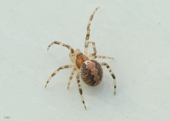 Theridion pinastri