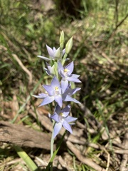Thelymitra nuda