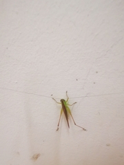 Conocephalus maculatus