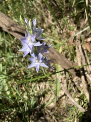 Thelymitra nuda