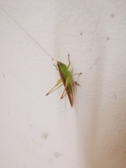 Conocephalus maculatus