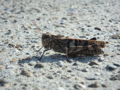 Oedaleus infernalis