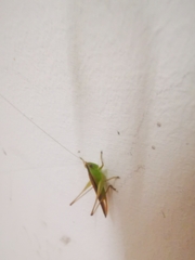 Conocephalus maculatus