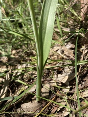 Thelymitra nuda