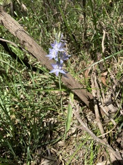 Thelymitra nuda