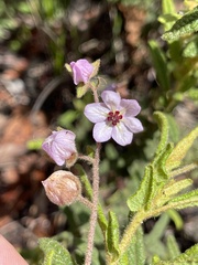 Thomasia petalocalyx