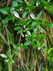Coprosma ×cunninghamii