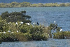 Microcarbo melanoleucos brevirostris