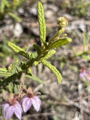 Thomasia petalocalyx
