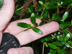 Coprosma ×cunninghamii