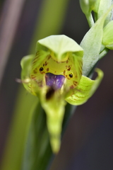 Calochilus herbaceus
