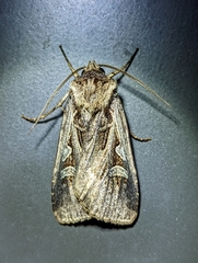 Feltia subgothica