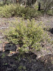 Thomasia petalocalyx