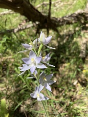 Thelymitra nuda