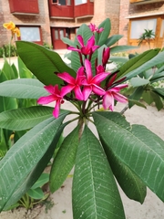 Plumeria rubra