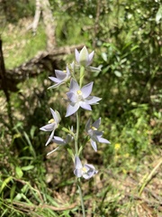 Thelymitra nuda