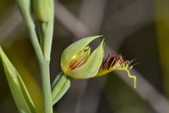 Calochilus herbaceus