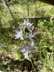 Thelymitra nuda