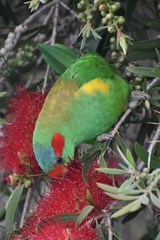 Glossopsitta concinna