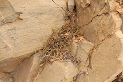 Crassula muscosa