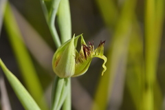 Calochilus herbaceus