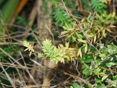 Linum monogynum monogynum