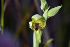 Calochilus herbaceus