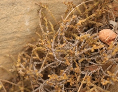 Crassula muscosa