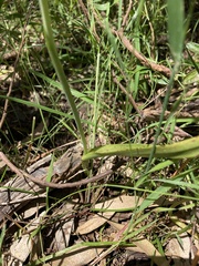Thelymitra nuda