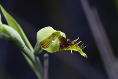 Calochilus herbaceus