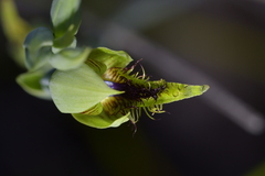 Calochilus herbaceus