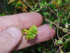Linum monogynum monogynum