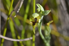 Calochilus herbaceus