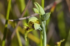 Calochilus herbaceus