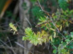 Linum monogynum monogynum