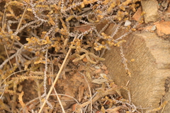 Crassula muscosa