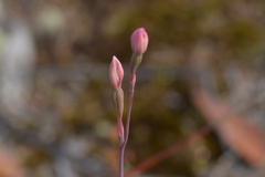Thelymitra carnea
