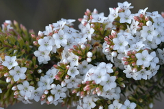 Epacris pauciflora