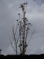 Kalanchoe densiflora