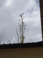 Kalanchoe densiflora