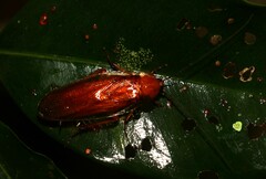 Blaberoidea