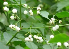 Chiococca alba