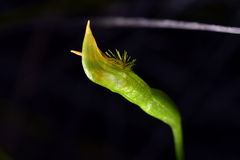 Pterostylis tasmanica