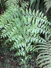 Microlepia nepalensis