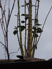 Kalanchoe densiflora