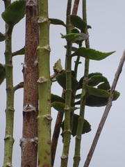 Kalanchoe densiflora