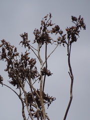 Kalanchoe densiflora