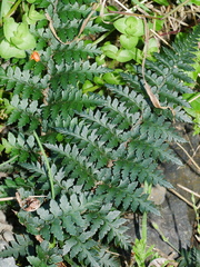 Polystichum oculatum